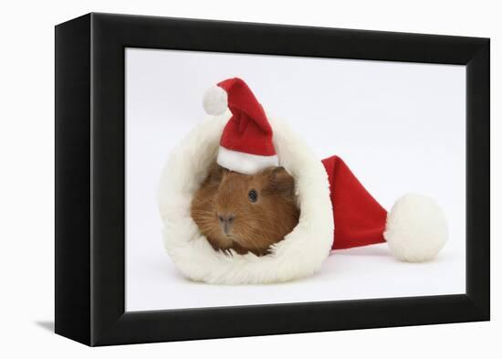 Baby Guinea Pig in and Wearing a Father Christmas Hat-Mark Taylor-Framed Premier Image Canvas