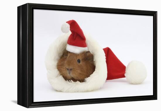 Baby Guinea Pig in and Wearing a Father Christmas Hat-Mark Taylor-Framed Premier Image Canvas