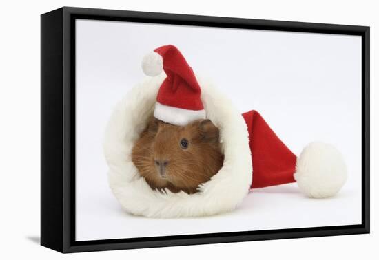 Baby Guinea Pig in and Wearing a Father Christmas Hat-Mark Taylor-Framed Premier Image Canvas