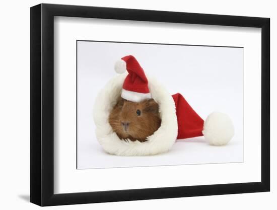 Baby Guinea Pig in and Wearing a Father Christmas Hat-Mark Taylor-Framed Photographic Print