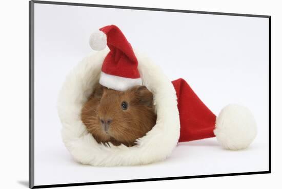 Baby Guinea Pig in and Wearing a Father Christmas Hat-Mark Taylor-Mounted Photographic Print