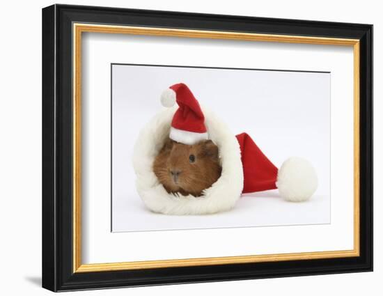 Baby Guinea Pig in and Wearing a Father Christmas Hat-Mark Taylor-Framed Photographic Print