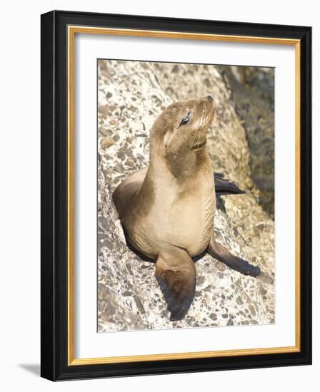 Baby Harbor Seal, Child's Beach, La Jolla, Near San Diego, California, USA-Ethel Davies-Framed Photographic Print