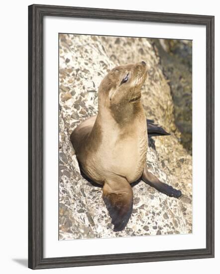 Baby Harbor Seal, Child's Beach, La Jolla, Near San Diego, California, USA-Ethel Davies-Framed Photographic Print