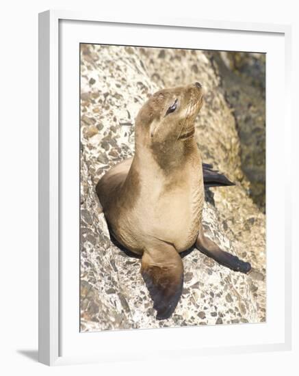 Baby Harbor Seal, Child's Beach, La Jolla, Near San Diego, California, USA-Ethel Davies-Framed Photographic Print