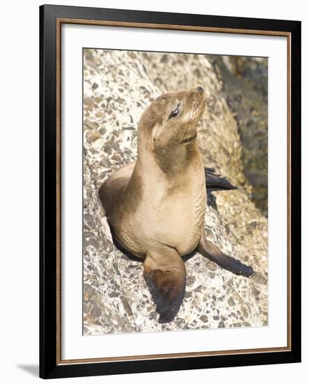 Baby Harbor Seal, Child's Beach, La Jolla, Near San Diego, California, USA-Ethel Davies-Framed Photographic Print