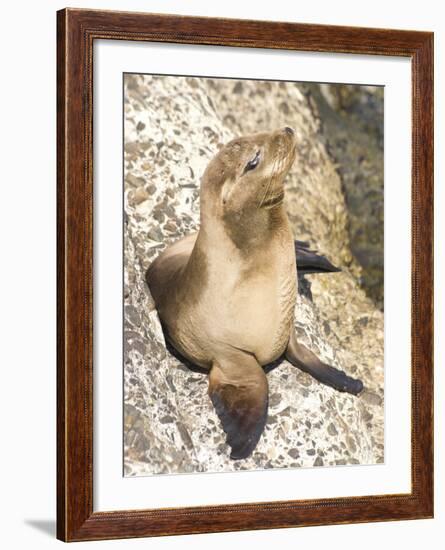 Baby Harbor Seal, Child's Beach, La Jolla, Near San Diego, California, USA-Ethel Davies-Framed Photographic Print