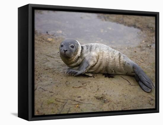 Baby Harbor Seal in Marquoit Bay, Brunswick, Maine, USA-Jerry & Marcy Monkman-Framed Premier Image Canvas