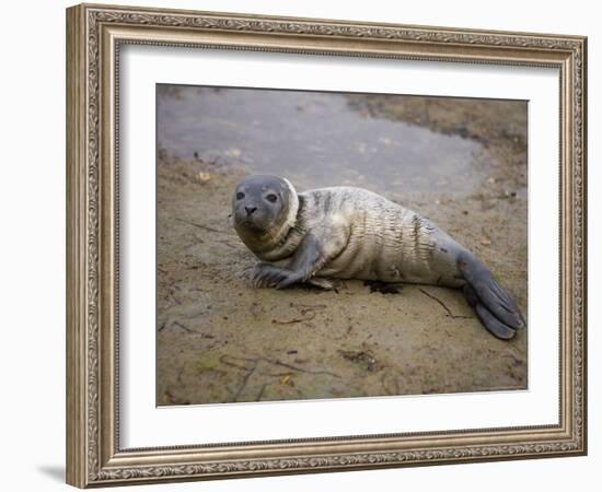 Baby Harbor Seal in Marquoit Bay, Brunswick, Maine, USA-Jerry & Marcy Monkman-Framed Photographic Print