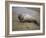 Baby Harbor Seal in Marquoit Bay, Brunswick, Maine, USA-Jerry & Marcy Monkman-Framed Photographic Print