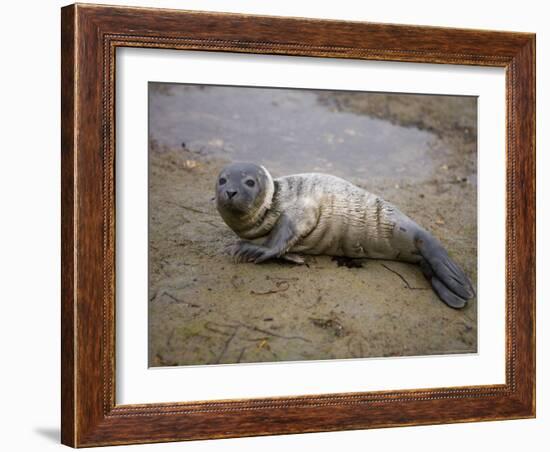 Baby Harbor Seal in Marquoit Bay, Brunswick, Maine, USA-Jerry & Marcy Monkman-Framed Photographic Print