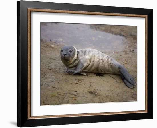 Baby Harbor Seal in Marquoit Bay, Brunswick, Maine, USA-Jerry & Marcy Monkman-Framed Photographic Print