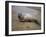 Baby Harbor Seal in Marquoit Bay, Brunswick, Maine, USA-Jerry & Marcy Monkman-Framed Photographic Print