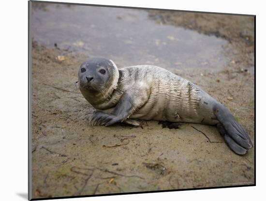 Baby Harbor Seal in Marquoit Bay, Brunswick, Maine, USA-Jerry & Marcy Monkman-Mounted Photographic Print