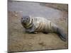 Baby Harbor Seal in Marquoit Bay, Brunswick, Maine, USA-Jerry & Marcy Monkman-Mounted Photographic Print