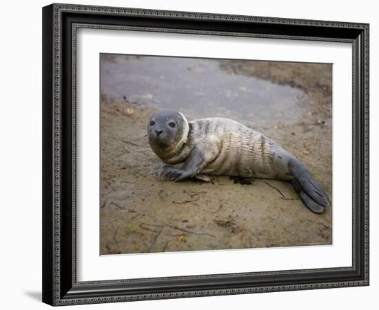 Baby Harbor Seal in Marquoit Bay, Brunswick, Maine, USA-Jerry & Marcy Monkman-Framed Photographic Print