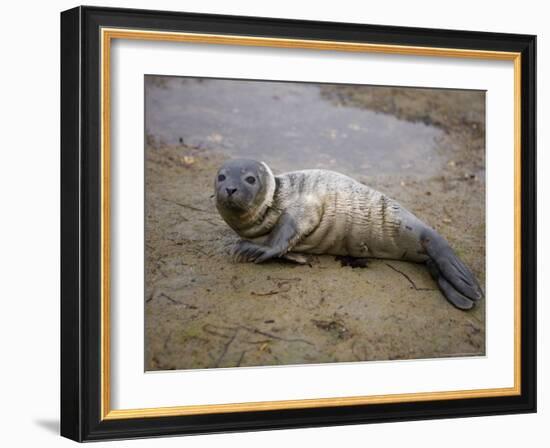 Baby Harbor Seal in Marquoit Bay, Brunswick, Maine, USA-Jerry & Marcy Monkman-Framed Photographic Print