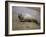 Baby Harbor Seal in Marquoit Bay, Brunswick, Maine, USA-Jerry & Marcy Monkman-Framed Photographic Print