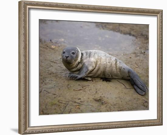 Baby Harbor Seal in Marquoit Bay, Brunswick, Maine, USA-Jerry & Marcy Monkman-Framed Photographic Print