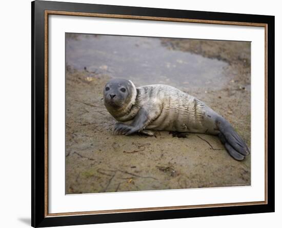 Baby Harbor Seal in Marquoit Bay, Brunswick, Maine, USA-Jerry & Marcy Monkman-Framed Photographic Print