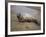 Baby Harbor Seal in Marquoit Bay, Brunswick, Maine, USA-Jerry & Marcy Monkman-Framed Photographic Print