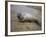 Baby Harbor Seal in Marquoit Bay, Brunswick, Maine, USA-Jerry & Marcy Monkman-Framed Photographic Print