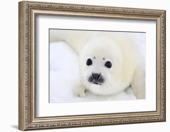 Baby Harp Seal Pup On Ice Of The White Sea-zanskar-Framed Photographic Print