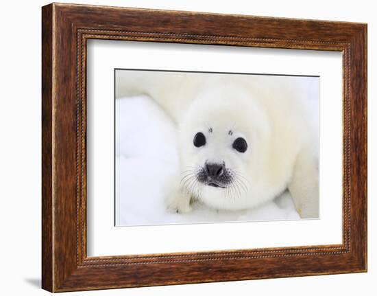 Baby Harp Seal Pup On Ice Of The White Sea-zanskar-Framed Photographic Print