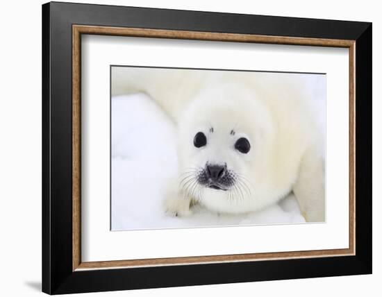 Baby Harp Seal Pup On Ice Of The White Sea-zanskar-Framed Photographic Print