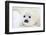 Baby Harp Seal Pup On Ice Of The White Sea-zanskar-Framed Photographic Print