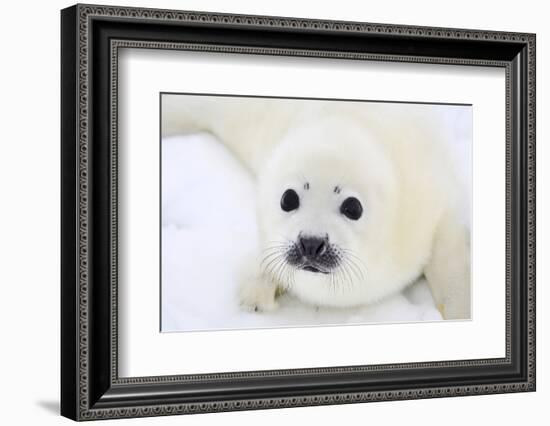 Baby Harp Seal Pup On Ice Of The White Sea-zanskar-Framed Photographic Print