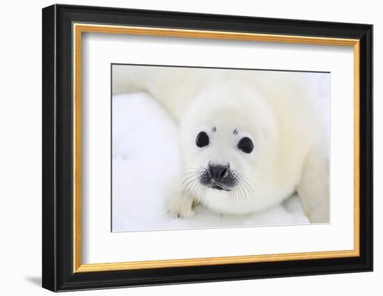 Baby Harp Seal Pup On Ice Of The White Sea-zanskar-Framed Photographic Print