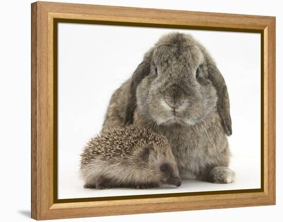 Baby Hedgehog and Agouti Lop Rabbit-Mark Taylor-Framed Premier Image Canvas