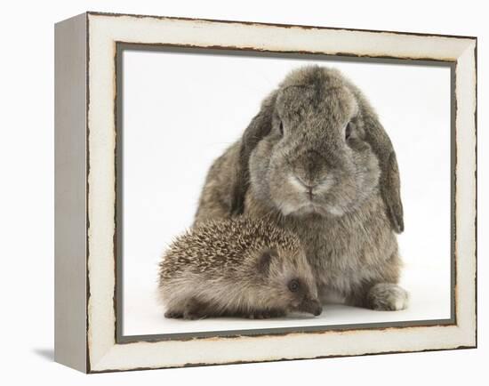 Baby Hedgehog and Agouti Lop Rabbit-Mark Taylor-Framed Premier Image Canvas