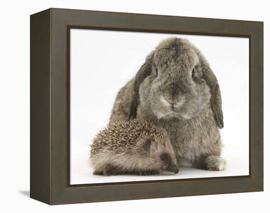 Baby Hedgehog and Agouti Lop Rabbit-Mark Taylor-Framed Premier Image Canvas