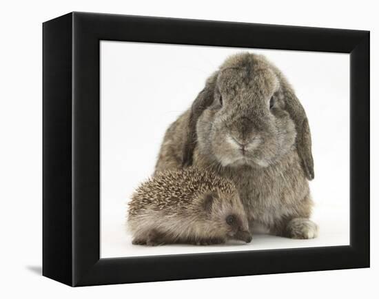 Baby Hedgehog and Agouti Lop Rabbit-Mark Taylor-Framed Premier Image Canvas