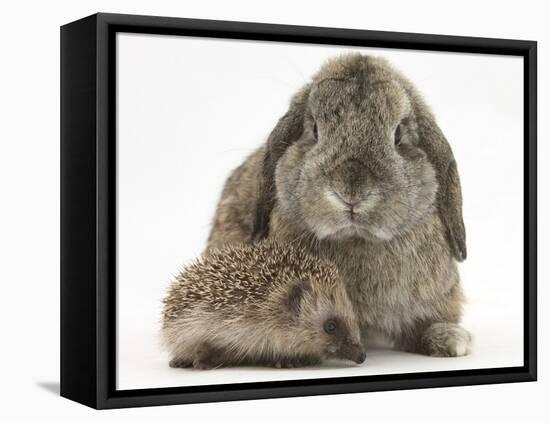 Baby Hedgehog and Agouti Lop Rabbit-Mark Taylor-Framed Premier Image Canvas