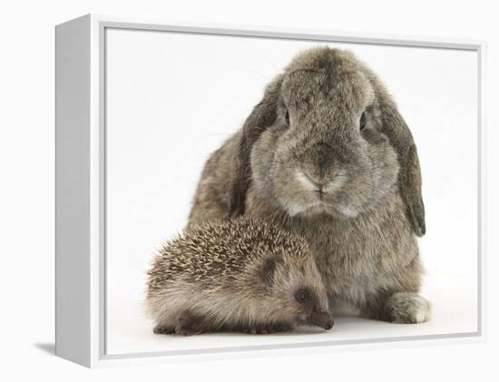 Baby Hedgehog and Agouti Lop Rabbit-Mark Taylor-Framed Premier Image Canvas