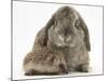 Baby Hedgehog and Agouti Lop Rabbit-Mark Taylor-Mounted Photographic Print