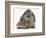 Baby Hedgehog and Agouti Lop Rabbit-Mark Taylor-Framed Photographic Print