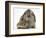 Baby Hedgehog and Agouti Lop Rabbit-Mark Taylor-Framed Photographic Print