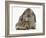 Baby Hedgehog and Agouti Lop Rabbit-Mark Taylor-Framed Photographic Print