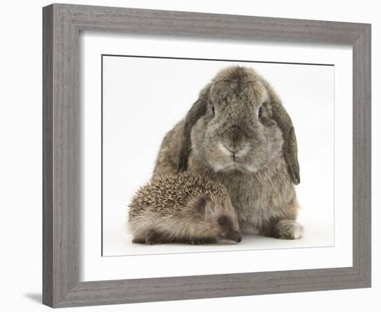 Baby Hedgehog and Agouti Lop Rabbit-Mark Taylor-Framed Photographic Print