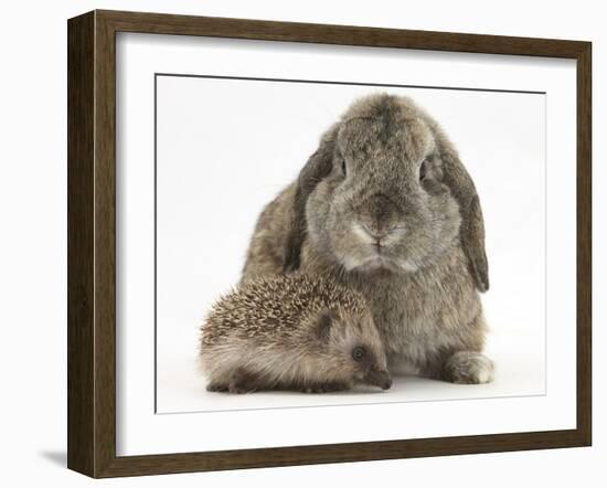 Baby Hedgehog and Agouti Lop Rabbit-Mark Taylor-Framed Photographic Print