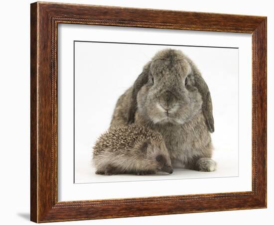 Baby Hedgehog and Agouti Lop Rabbit-Mark Taylor-Framed Photographic Print