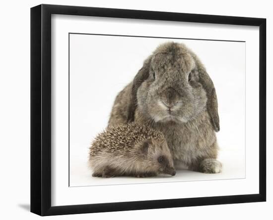 Baby Hedgehog and Agouti Lop Rabbit-Mark Taylor-Framed Photographic Print