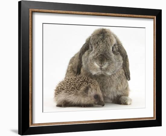 Baby Hedgehog and Agouti Lop Rabbit-Mark Taylor-Framed Photographic Print