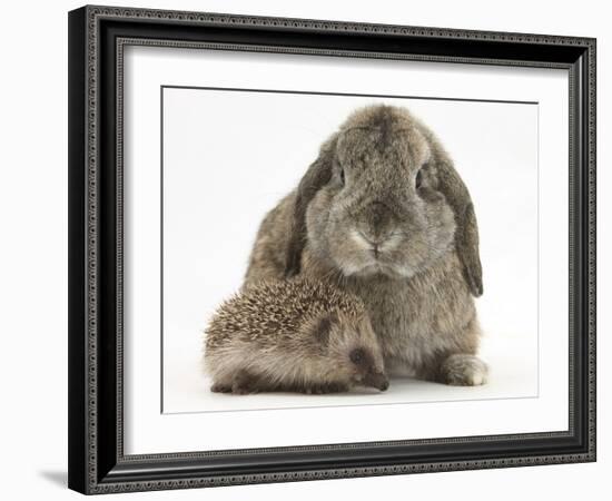 Baby Hedgehog and Agouti Lop Rabbit-Mark Taylor-Framed Photographic Print