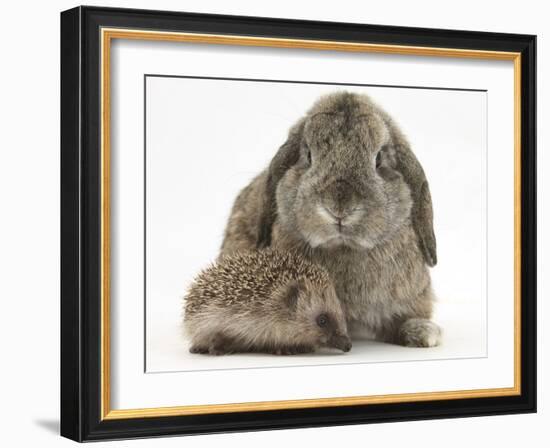 Baby Hedgehog and Agouti Lop Rabbit-Mark Taylor-Framed Photographic Print