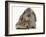 Baby Hedgehog and Agouti Lop Rabbit-Mark Taylor-Framed Photographic Print